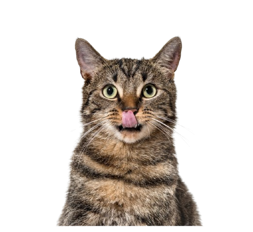 Piensos para Gatos 3 Imagen de WhatsApp 2024 05 13 a las 15.07.23 d2b8fd94 removebg preview 1